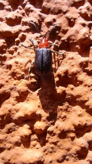 Cacoscelis nigripennis