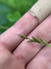 Carex bromoides bromoides