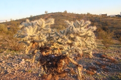 Cylindropuntieae