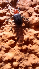 Cacoscelis nigripennis