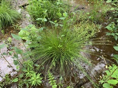 Carex bromoides bromoides