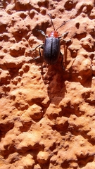 Cacoscelis nigripennis