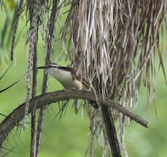 Campylorhynchus griseus