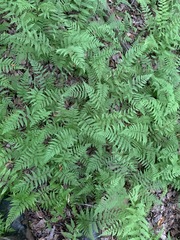 Athyrium asplenioides