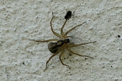 Araneae