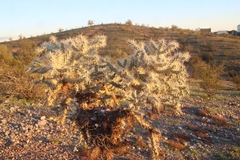 Cylindropuntieae