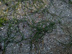 Romulea columnae columnae