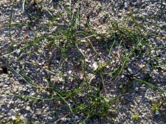 Romulea columnae columnae