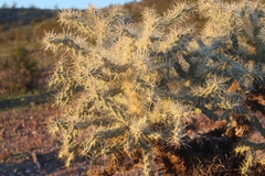 Cylindropuntieae