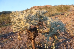 Cylindropuntieae
