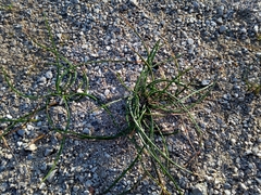 Romulea columnae columnae