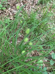 Carex squarrosa