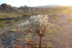 Cylindropuntieae