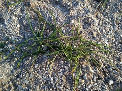 Romulea columnae columnae