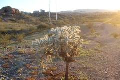 Cylindropuntieae