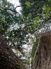 Pterocarpus indicus