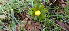 Eranthis hyemalis