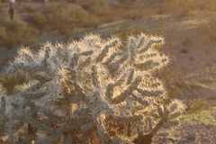 Cylindropuntieae