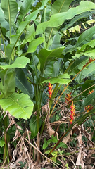 Heliconia bihai