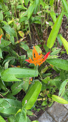 Heliconia psittacorum