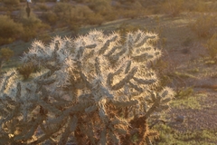 Cylindropuntieae