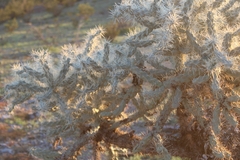 Cylindropuntieae
