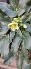 Helleborus