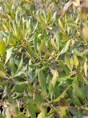 Morella cerifera