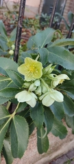 Helleborus