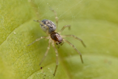 Araneae