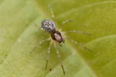 Araneae