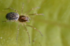 Araneae