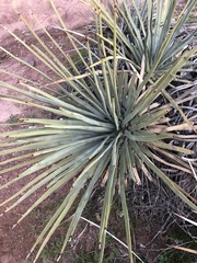 Hesperoyucca whipplei