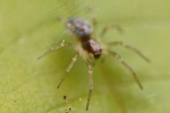 Araneae