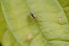 Araneae