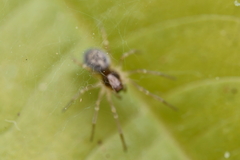 Araneae