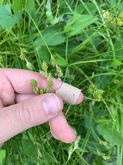 Carex tribuloides