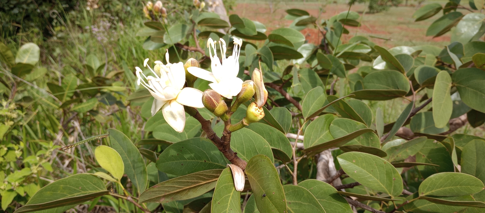 Imagem de Jatobá-do-cerrado