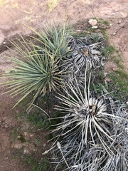 Hesperoyucca whipplei