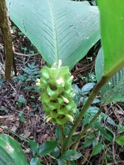Goeppertia cylindrica