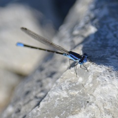 Argia alberta