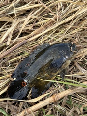Astronotus ocellatus