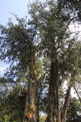 Juniperus procera