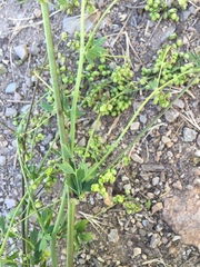 Thalictrum sultanabadense