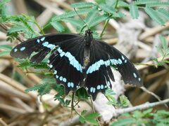 Papilio nireus lyaeus