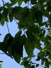Dipterocarpus alatus
