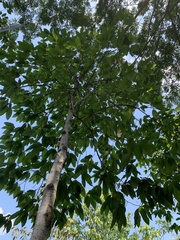 Dipterocarpus alatus