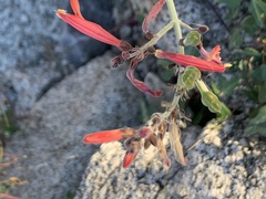 Justicia californica