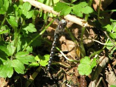 Rhionaeschna californica