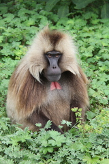 Theropithecus gelada